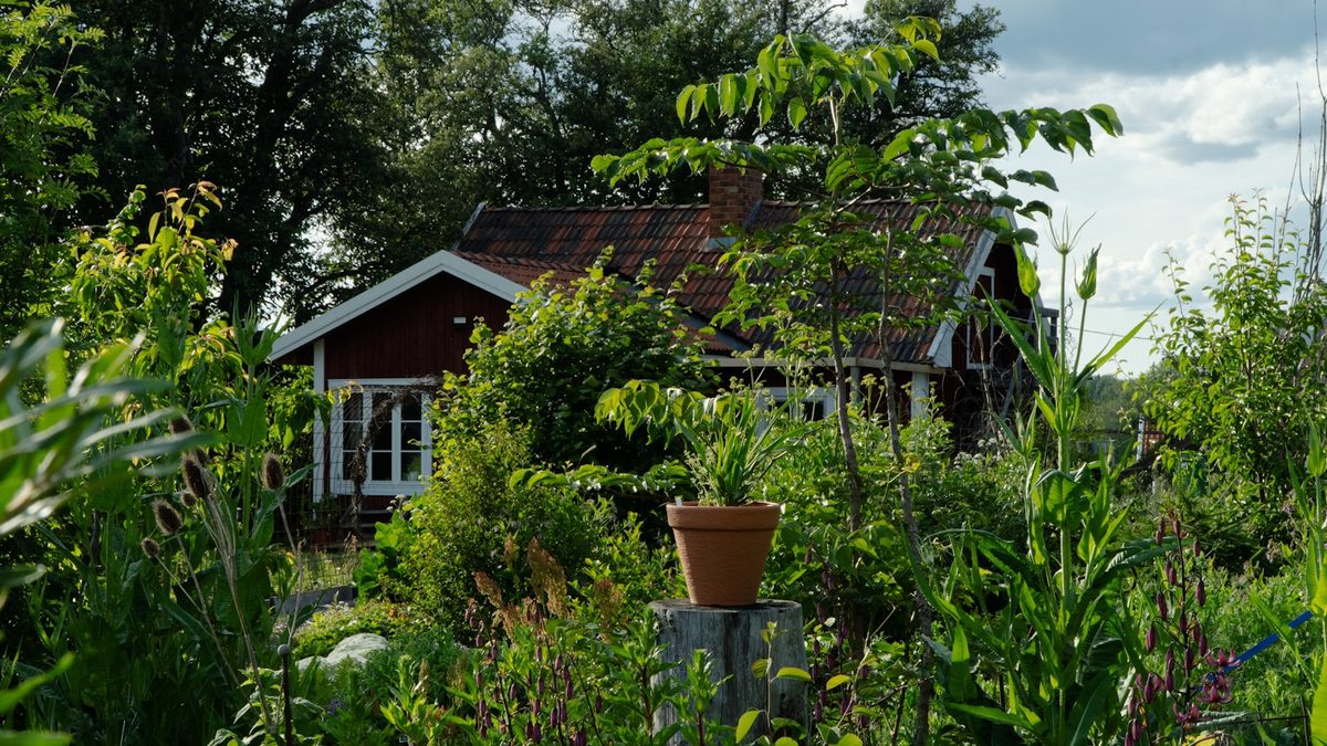 Rødmalt hus med hvite vinduer omgitt av frodig sommerhage